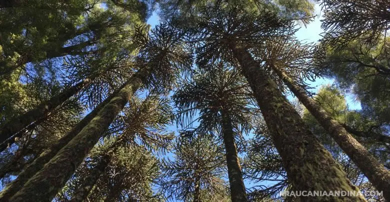 Piñones de araucaria: temporada y cómo se comen, Araucanía Andina